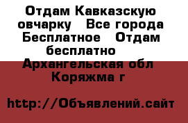 Отдам Кавказскую овчарку - Все города Бесплатное » Отдам бесплатно   . Архангельская обл.,Коряжма г.